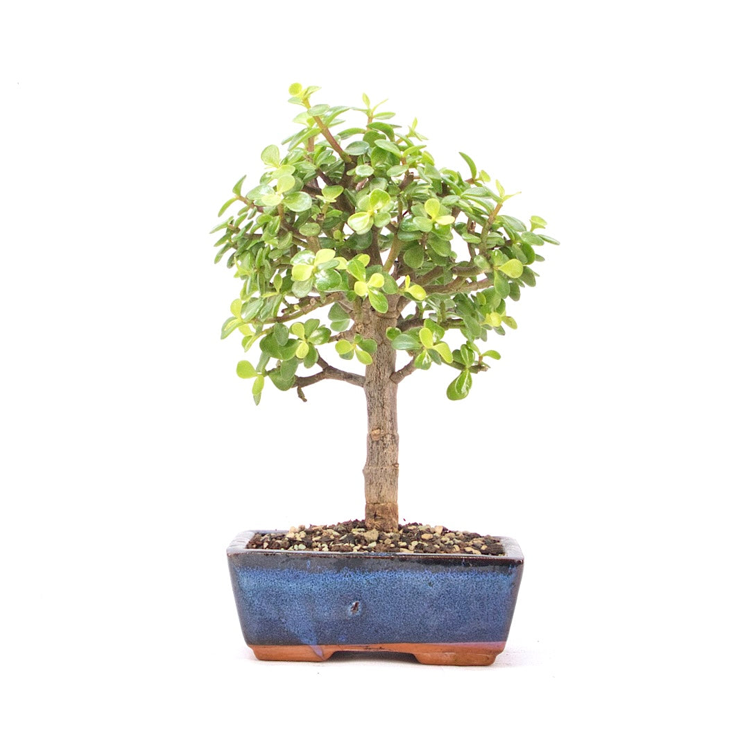 Speckbaum 'Portulacaria afra'